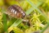 Porcellio gallicus